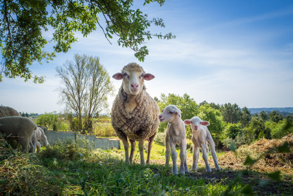 España vuelve a ser declarada libre de viruela ovina y caprina