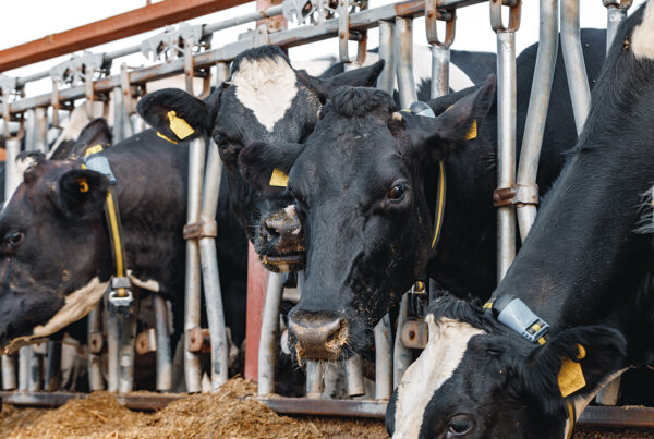 Disminuye el número de ganaderos de vacuno de leche en España